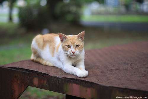 4802001086_4517091465_b