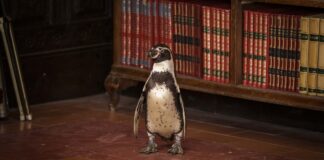 5 motivos para assistir Lições de Liberdade nos cinemas