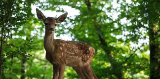 Bambi volta aos cinemas em live-action sem CGI