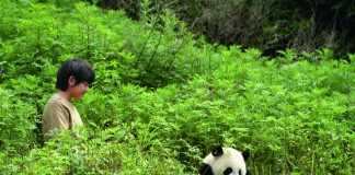 O Menino e o Panda | Uma nova aventura francesa chega às telas brasileiras em 2026