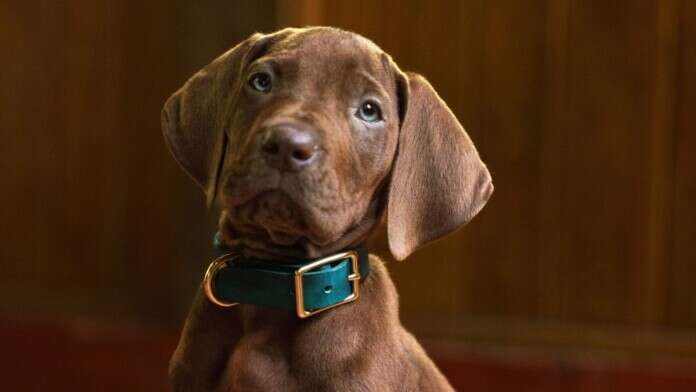 Scooby Doo Destaque