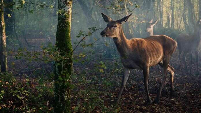 Bambi, l'histoire d'une vie dans les bois