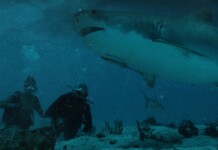 ‘A Maldição do Tubarão’ chega ao Adrenalina Pura+ nesta quinta-feira